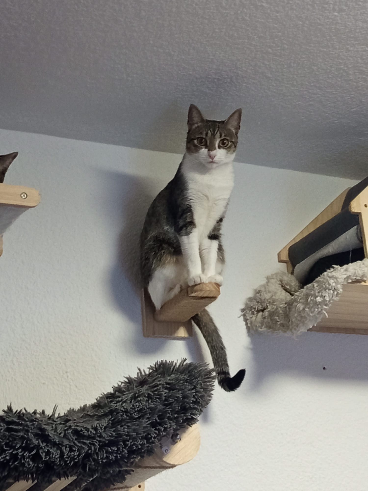 Pancitas llenas, Gatitos Felices